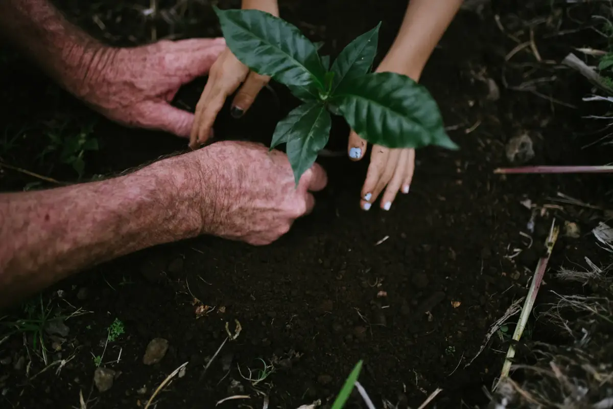 Hands planting a tree seedling as part of an environmental initiative
